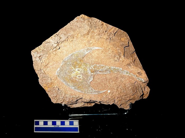 Esqueleto fósil - Zenaspis podolica - 24.5 cm - 19 cm