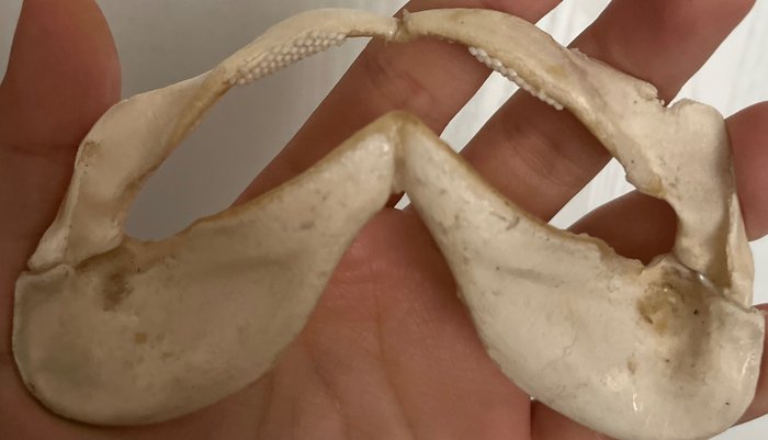 光滑的獵犬鯊 整體顎部 - Mustelus mustelus - 70 mm - 120 mm - 25 mm- 非《瀕臨絕種野生動植物國際貿易公約》物種