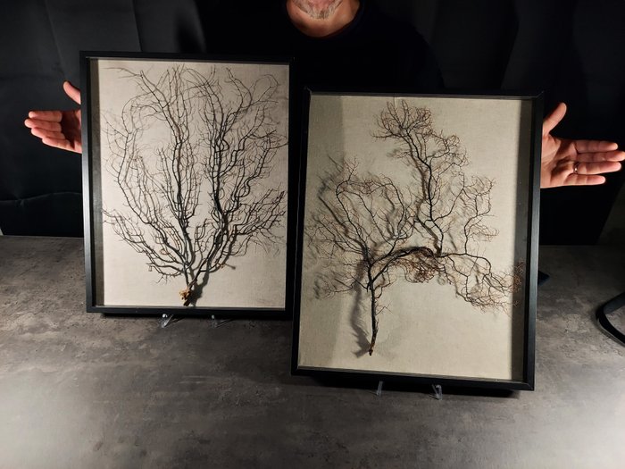 Gorgoner i glaserade ramar - - Gorgonia sp. - 50×40×0 cm - 2