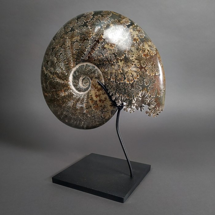 Big Ammonite with worked mouth - Fossilised shell - Cleoniceras sp. - 28.5 cm - 24.5 cm