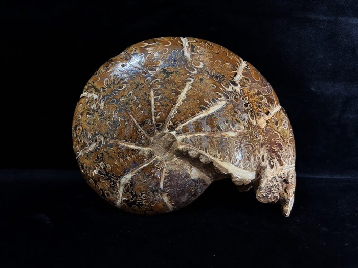 Ammonit - Tierfossil - Holcophylloceras polyolcum (Benecke, 1865) - 175 mm - 135 mm
