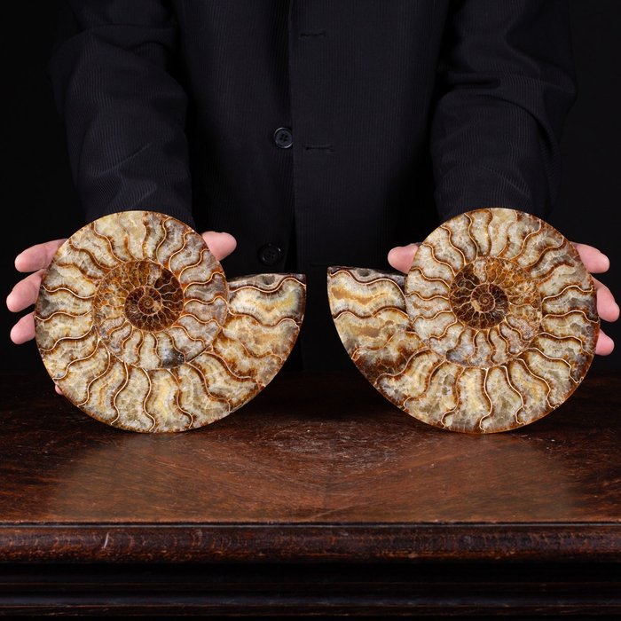Cleoniceras: Fossil Treasure With a Crystal Heart - Ammonite Cleoniceras sezionata - First quality !!! - 250×190×50 mm