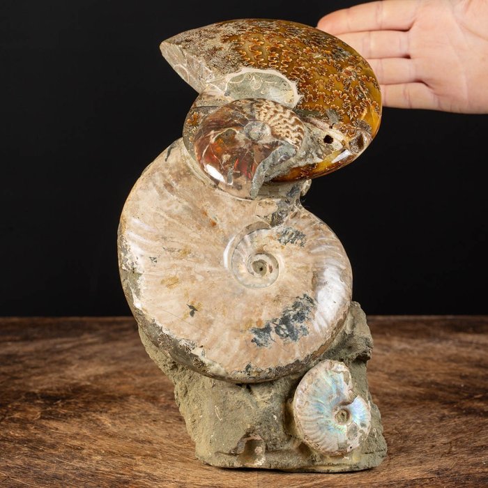 Ammonitklynge - Forstenet dyr - Aioloceras (Cleoniceras) sp. - 26 cm - 17 cm