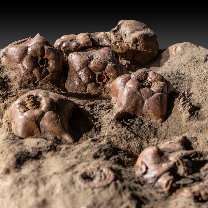 spennende og sjelden crinoid gruppe / sjøliljer - Fossile dyr - Jimbacrinus bostocki