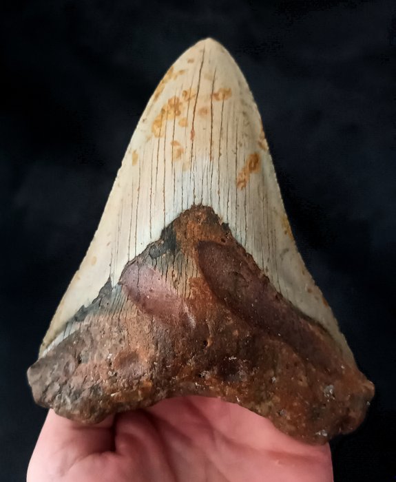 巨牙鯊 - 牙齒化石 - 136 mm - 111 mm