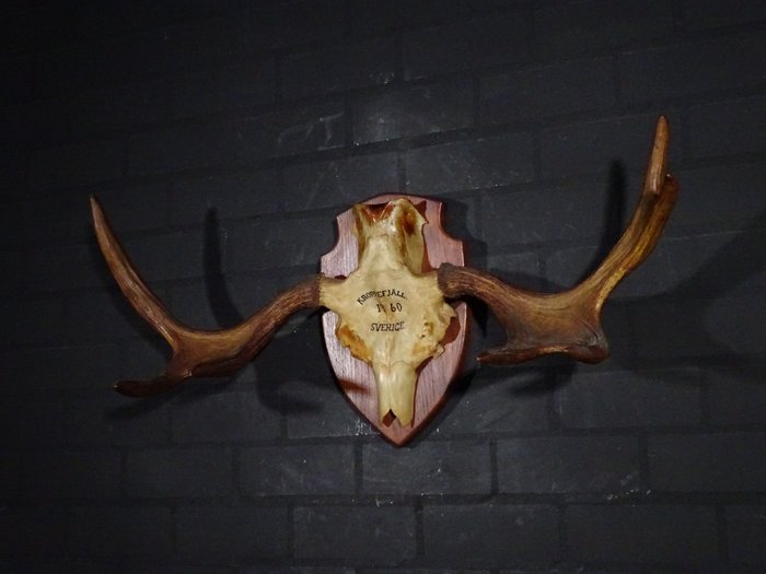 Large Northern Elk/Moose Skull - Alces alces - 32 cm - 45 cm - 93 cm- non-CITES species -  (1)