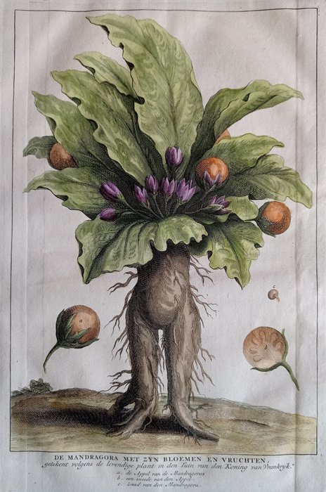 Naher Osten, Landkarte - Mandragora; Pflanzen; Calmet / Starck-Man - De Mandragora met zyn Bloemen en Vruchten (...) - 1721-1750