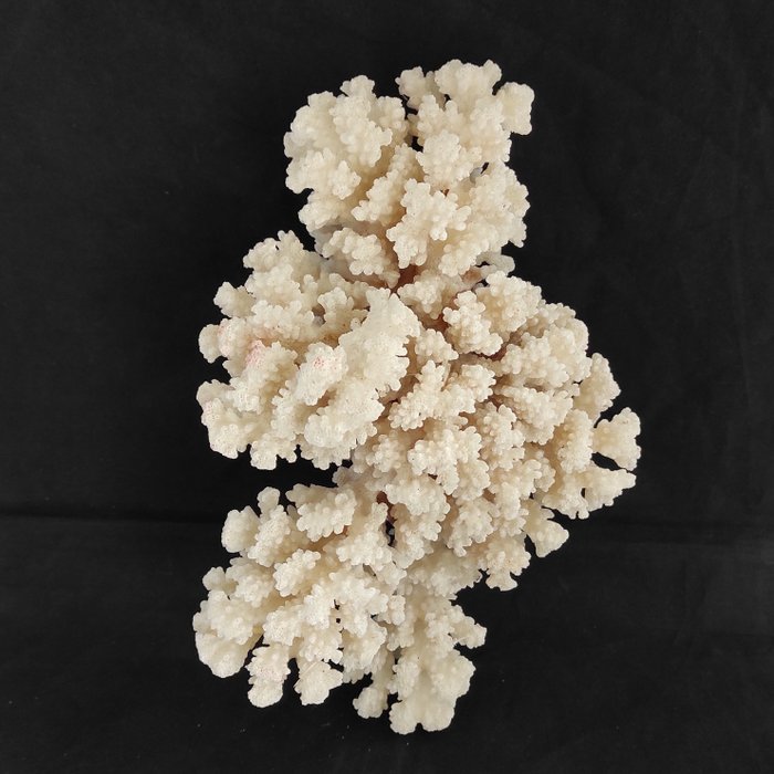佛羅裡達鹿角珊瑚 分公司 - 高度: 12 cm - 闊度: 17 cm- 1 kg - (1)