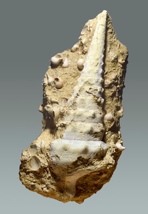 Gastropod - Fosszilizálódott kagyló - Campanile giganteum - 45 cm