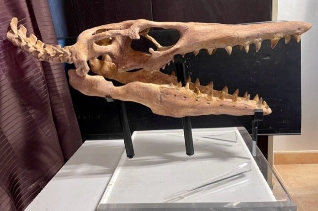 MOSASAURUS 3D skalle och kolumn (naturliga tänder 37) - Rekonstruerat skelett - 42 mm - 40 cm
