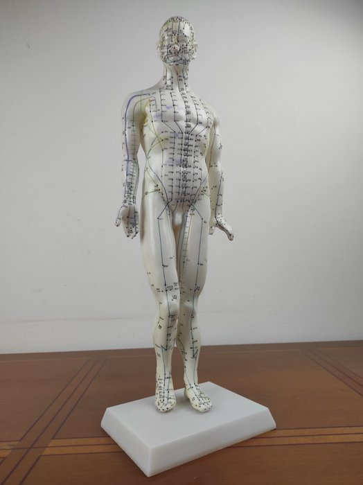 Anatomisk model- viskelæder - 1990-2000