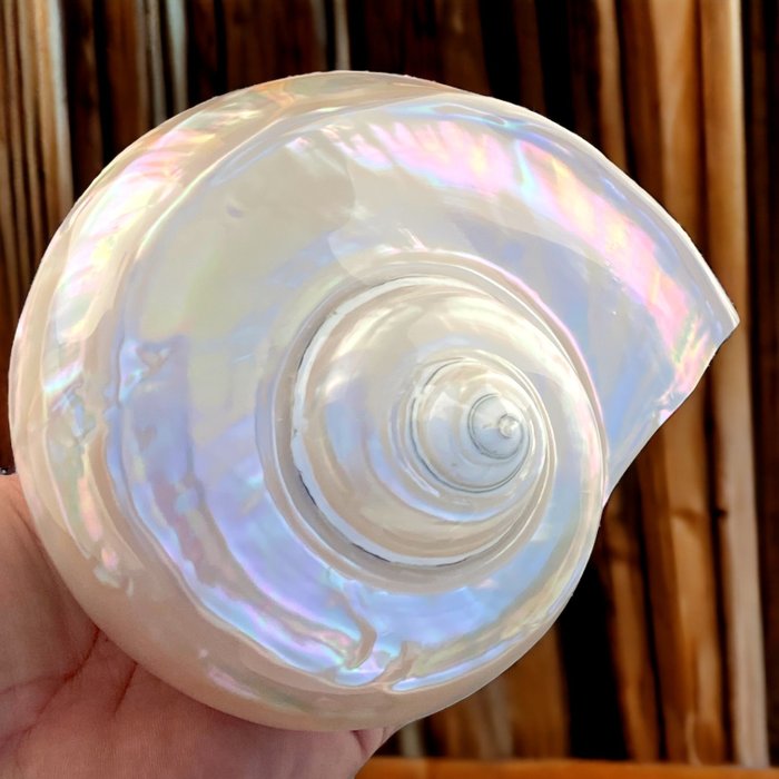 Amazing - Mother of Pearl Shell - 155×155×100 mm Tengeri kagyló - Turbo Marmoratus - Extra - Pearly Turban Sea Snail