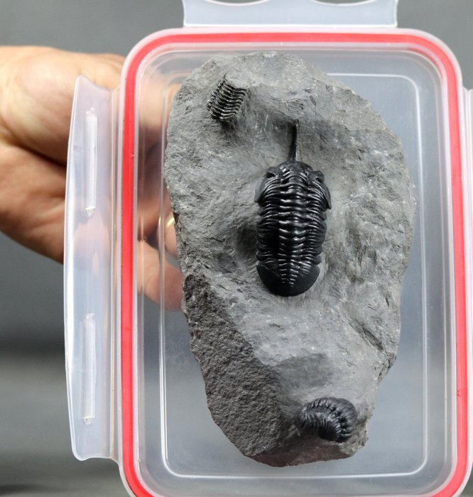Multiplu natural al trilobiților - Animale fosilizate - Morocconites & Austerops - 16 cm - 9.4 cm