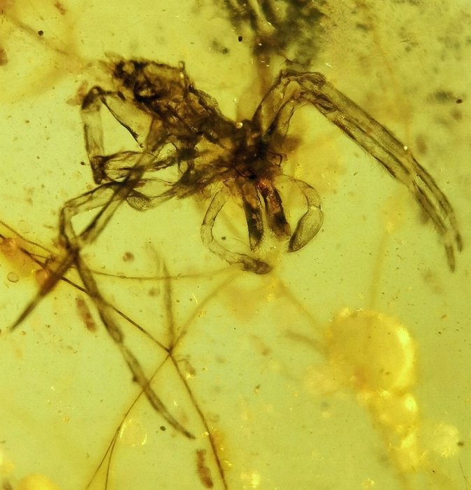 Spider - Âmbar - Acient spider from 99 million years - 20 mm - 15 mm