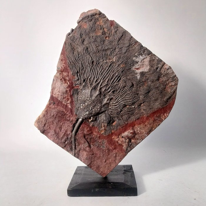 Crinoïde - Squelette fossile - 29 cm - 28 cm  (Sans Prix de Réserve)
