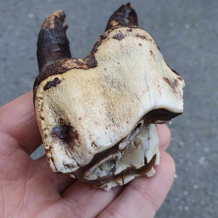 Nosorożec włochaty - Ząb - Coelodonta antiquitatis - 100×65×61 mm