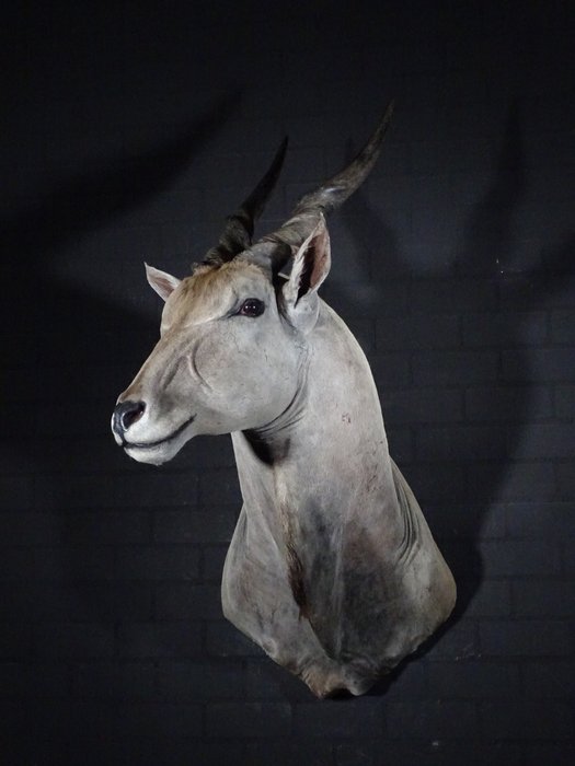 Large Safari head mount Taxidermy wall mount - Eland - Taurotragus oryx - 70 cm - 88 cm - 145 cm - non-CITES species