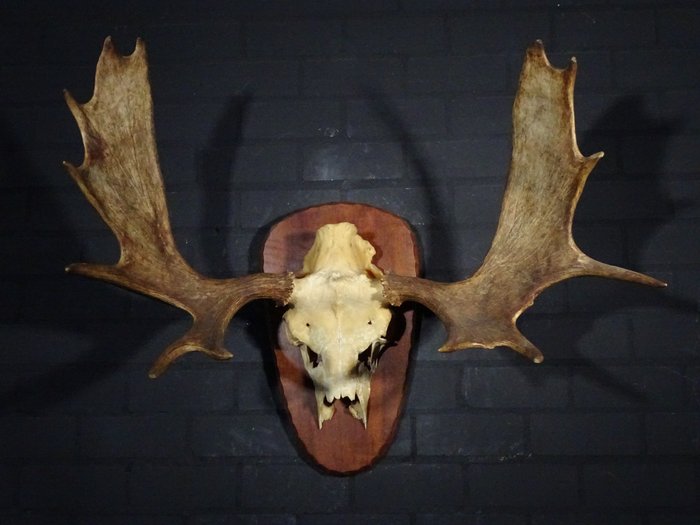 Large Northern Elk/Moose Schedel - Alces alces - 50 cm - 85 cm - 105 cm- non-CITES species