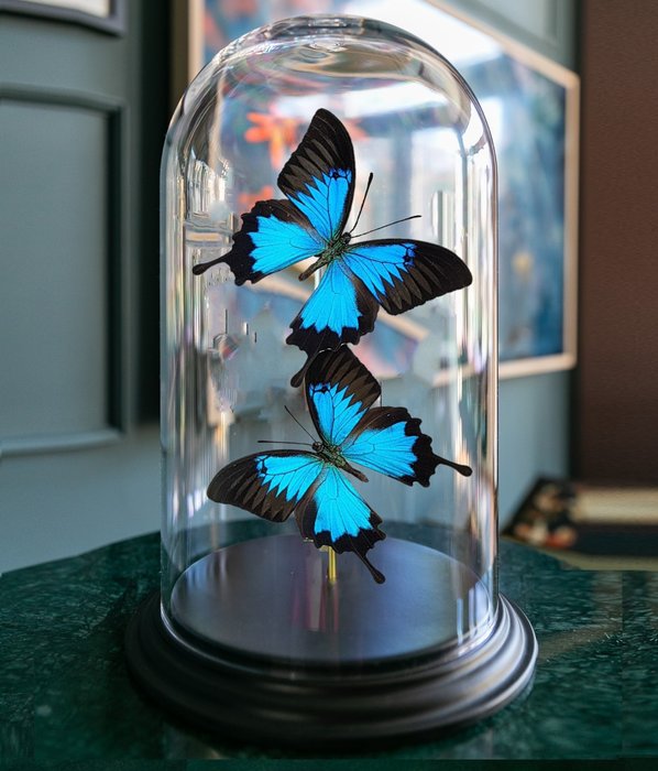 Aidot siniset keisariperhoset kupolin alla Täytetyn eläimen koko kehon jalusta - Papilio Ulysses - 32 cm - 20 cm - 20 cm - Ei-CITES-kohde