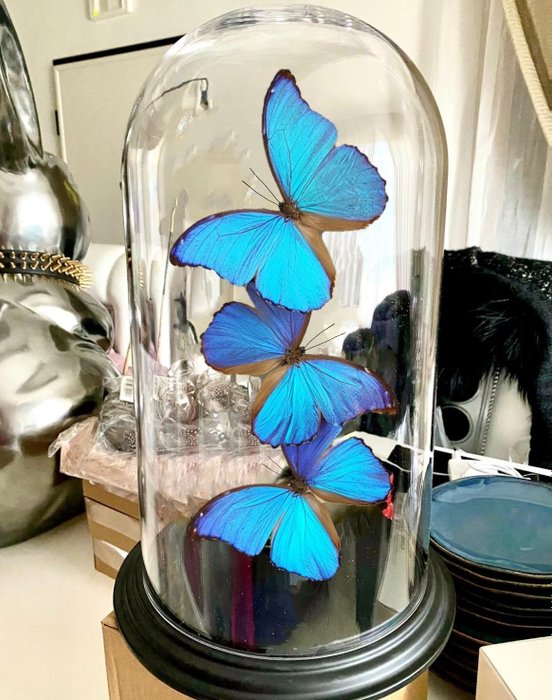 Tafelaufsatz  - Echte blaue Morpho-Schmetterlinge unter großer Kuppel, limitierte Auflage