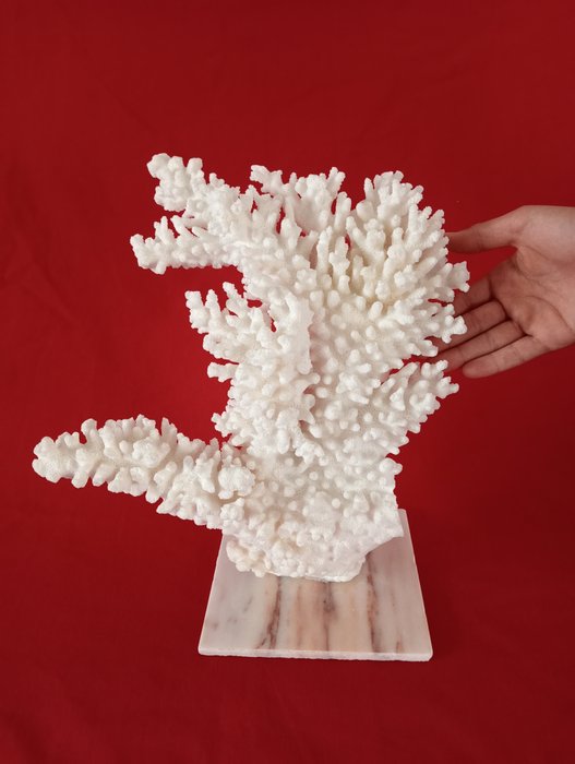 Corallo Bianco - Acropora latistella - 330×300×150 mm