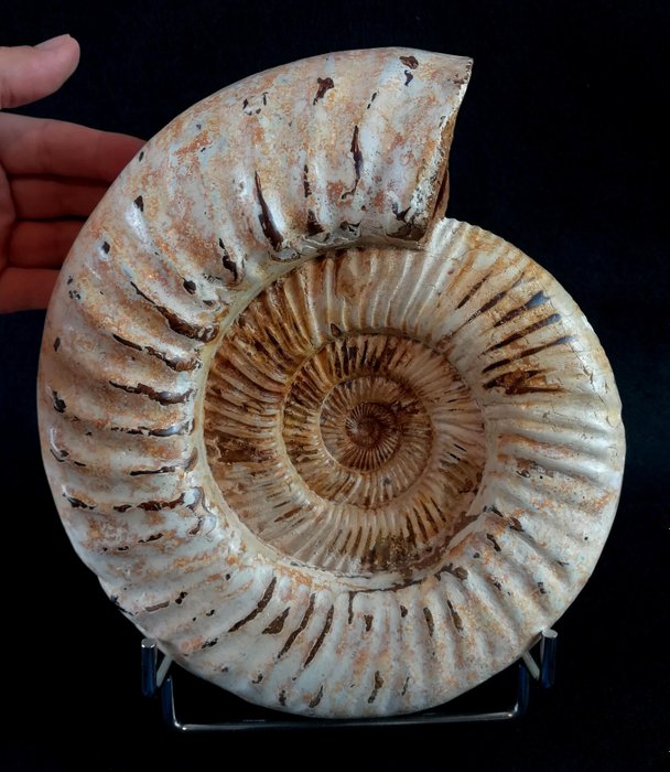 斑彩螺 - 动物化石 - Kranaosphinctes roedereri (Collignon) - 23.5 cm - 21.5 cm