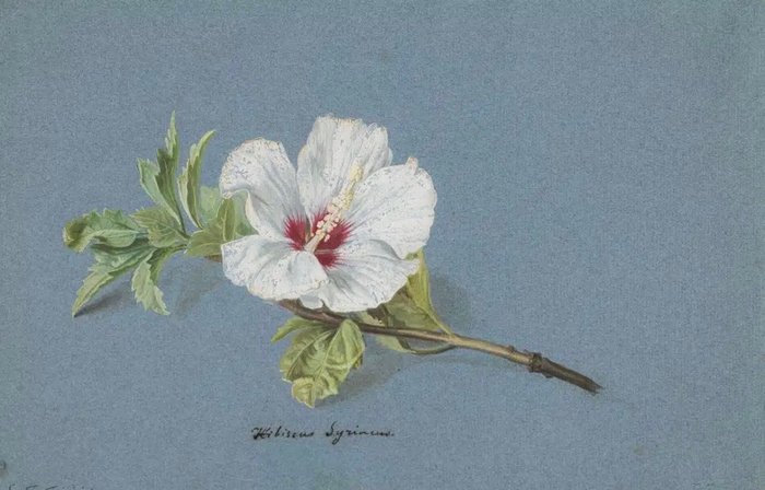 Caroline Therese Friedrich (1828-1914) - Hibiscus Syriacus