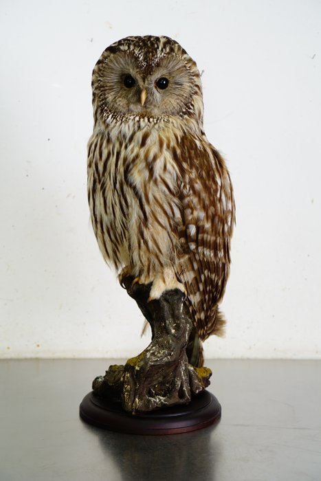 Habichtskauz Taxidermie-Ganzkörpermontage - Strix uralensis (with full EU Article 10, Commercial Use) - 54 cm - 25 cm - 20 cm - CITES Anhang II - Anhang A in der EU