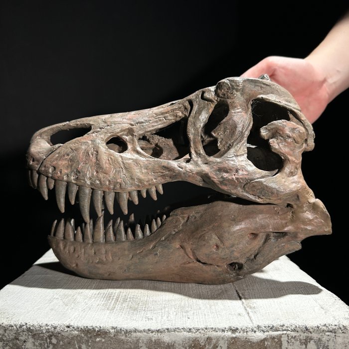 GEEN RESERVEPRIJS - Een replica van een dinosaurusschedel - Museumkwaliteit - Bruine kleur - Taxidermie replica montage - Tyrannosaurus rex - 18 cm - 13 cm - 27 cm - 1