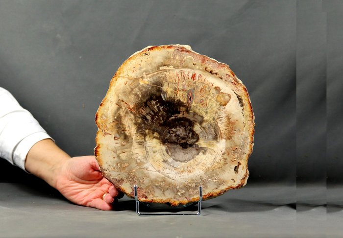 Dekorativt forstenet træ på stativ - Poleret med flotte farver og stor størrelse - Forstenet plante - 23.2 cm - 23 cm