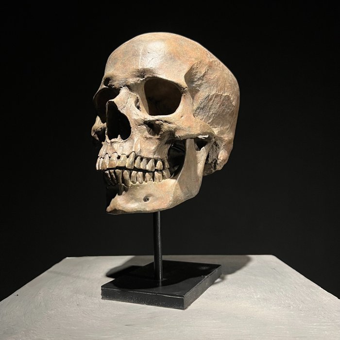 雕像, NO RESERVE PRICE - Stunning human skull statue on a custom stand - Brown Colour - Museum Quality - - 26 cm - 樹脂/聚酯 - 2024