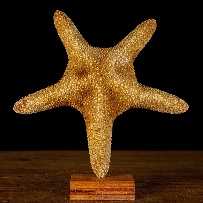 Piękna rozgwiazda Asterias Rubens na stojaku- 261.38 g