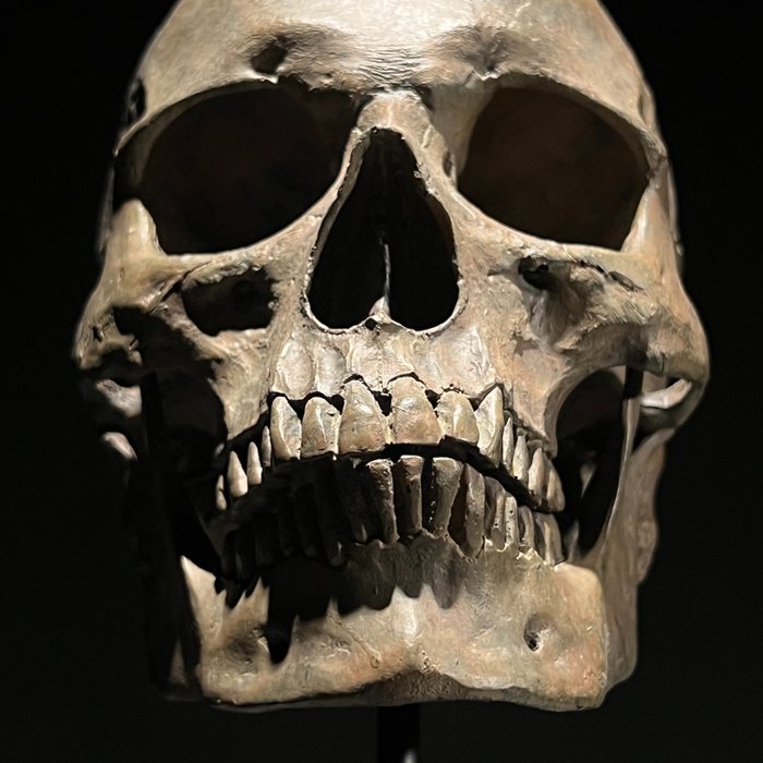 塑像, NO RESERVE PRICE - Stunning human skull statue on a custom stand - Brown Colour - Museum Quality - 26 cm - 树脂/聚酯 - 2024