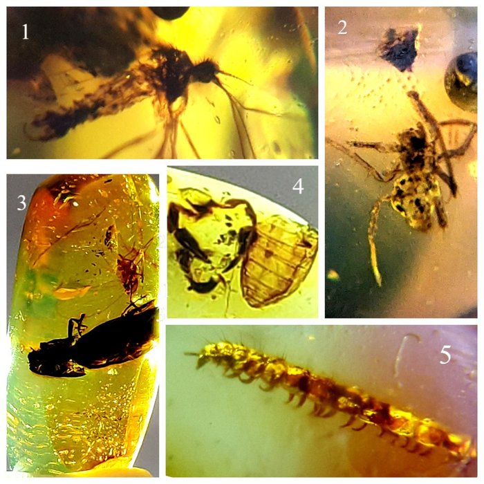 Amber - Amber - Zeldzame insecten in Myanmar barnsteen: Mecoptera Schorpioenvlieg; Unieke pseudoschorpioen;