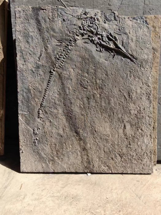 非常罕见的钱鱼龙，幼年化石，博物馆品质 - 骨骼化石 - 2 cm - 37 cm