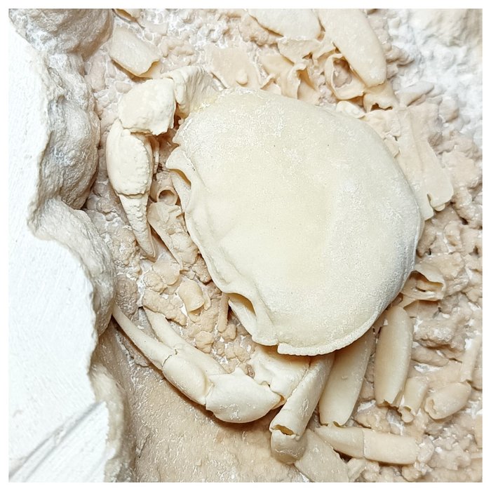 Granchio fossile di grandi dimensioni (Potamon) della migliore qualità conservato in travertino - - Carapace fossile