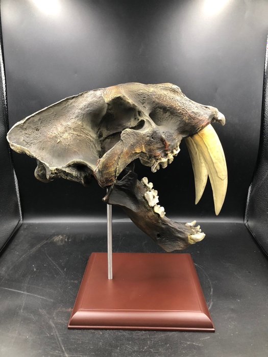 Replika - Matryca (skamieniałości) - Smilodon - 28 cm - 23 cm