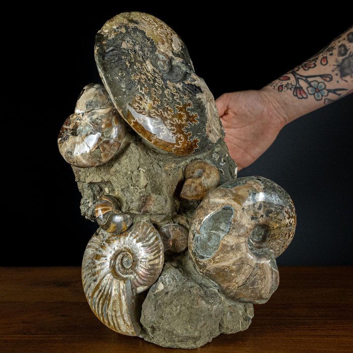 Luonnolliset Ammonites Cleoniceras Ryhmä- 8020.79 g