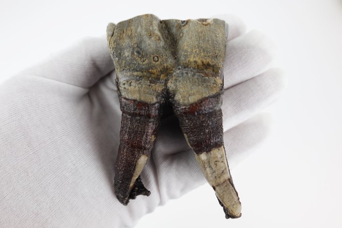 Rinoceronte lanoso - Dente fóssil - Coelodonta antiquitatis