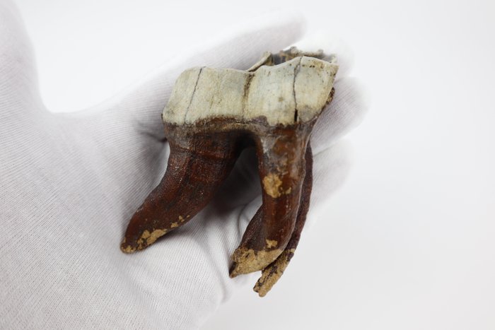 Wolharige neushoorn - Fossiele tand - Coelodonta antiquitatis