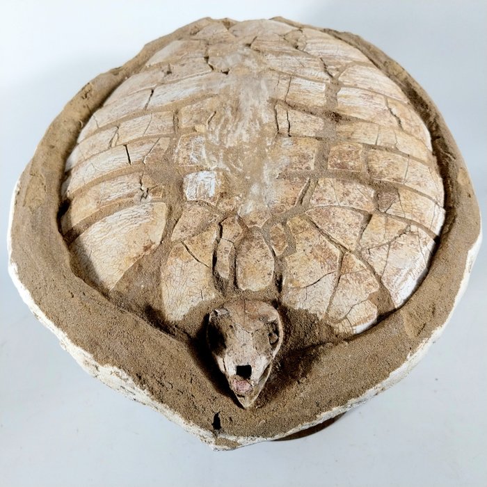 Schildpad - Gefossiliseerd dier - Ocepechelon - 17 cm - 36 cm