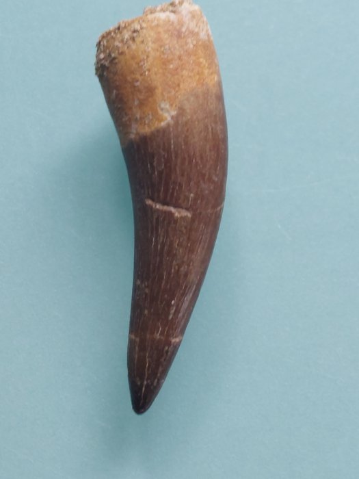 Rettile marino - Dente fossile - Plesiosaurus sp. - 5.2 cm - 1.8 cm