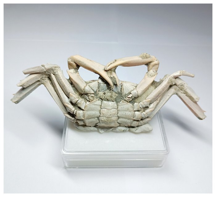 Crab fosil mare de 16 cm bine conservat (Macrophtalmus) - Pliocenul Madagascar - Schelet fosilă