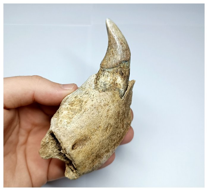 Geweldige enorme 11 cm Ursus spelaeus ijstijd grotbeer linker premaxilla met hoektand - Pleistoceen - Fossiele tand