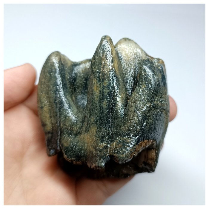 Diente molar de rinoceronte lanudo de Coelodonta antiquitatis de la más alta calidad - Pleistoceno - Diente fósil