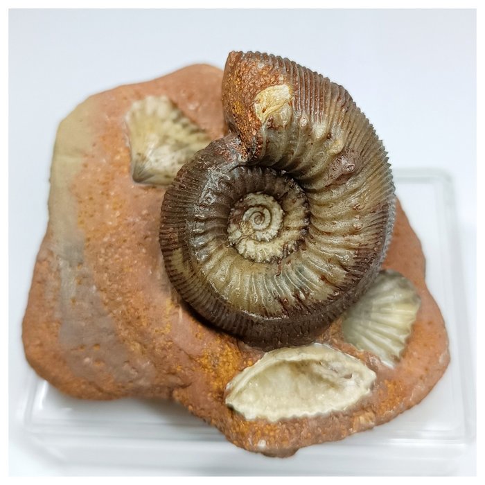 Nicely Preserved Rare Cadomites sp Ammonite - Middle Jurassic Germany - Fossilised shell