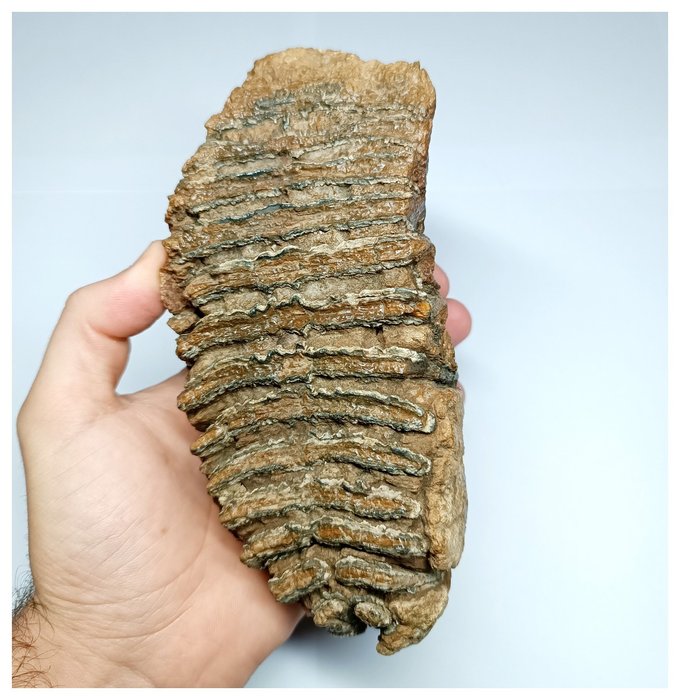Erstaunlicher authentischer großer Backenzahn eines Wollhaarmammuts aus der Eiszeit – Pleistozän - Fossiler Backenzahn
