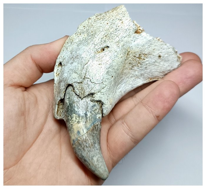 Geweldige enorme 10 cm Ursus spelaeus ijstijd grotbeer linker premaxilla met hoektand - Pleistoceen - Fossiele tand