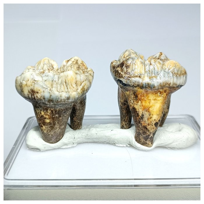 Set mit 2 prämolaren Zähnen von Ursus spelaeus, Eiszeit-Höhlenbär, Edelsteinqualität – Pleistozän - Fossiler Zahn