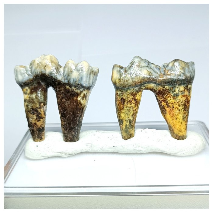 2 jalokivien sarja Ursus spelaeus jääkauden luolakarhun poskihampaita - pleistoseeni - Fossiiliset hampaat